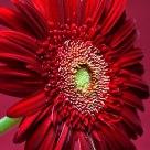 Red flair
